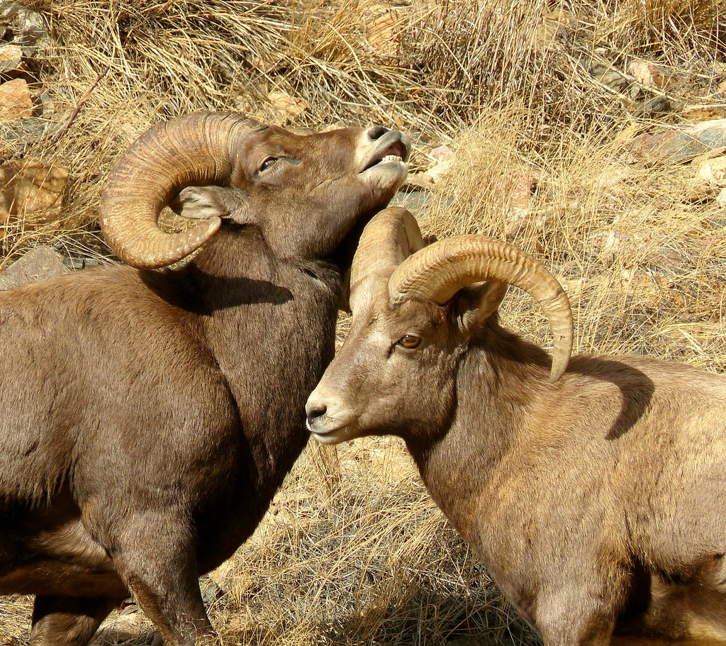 Проявите инициативу и станьте миротворцем